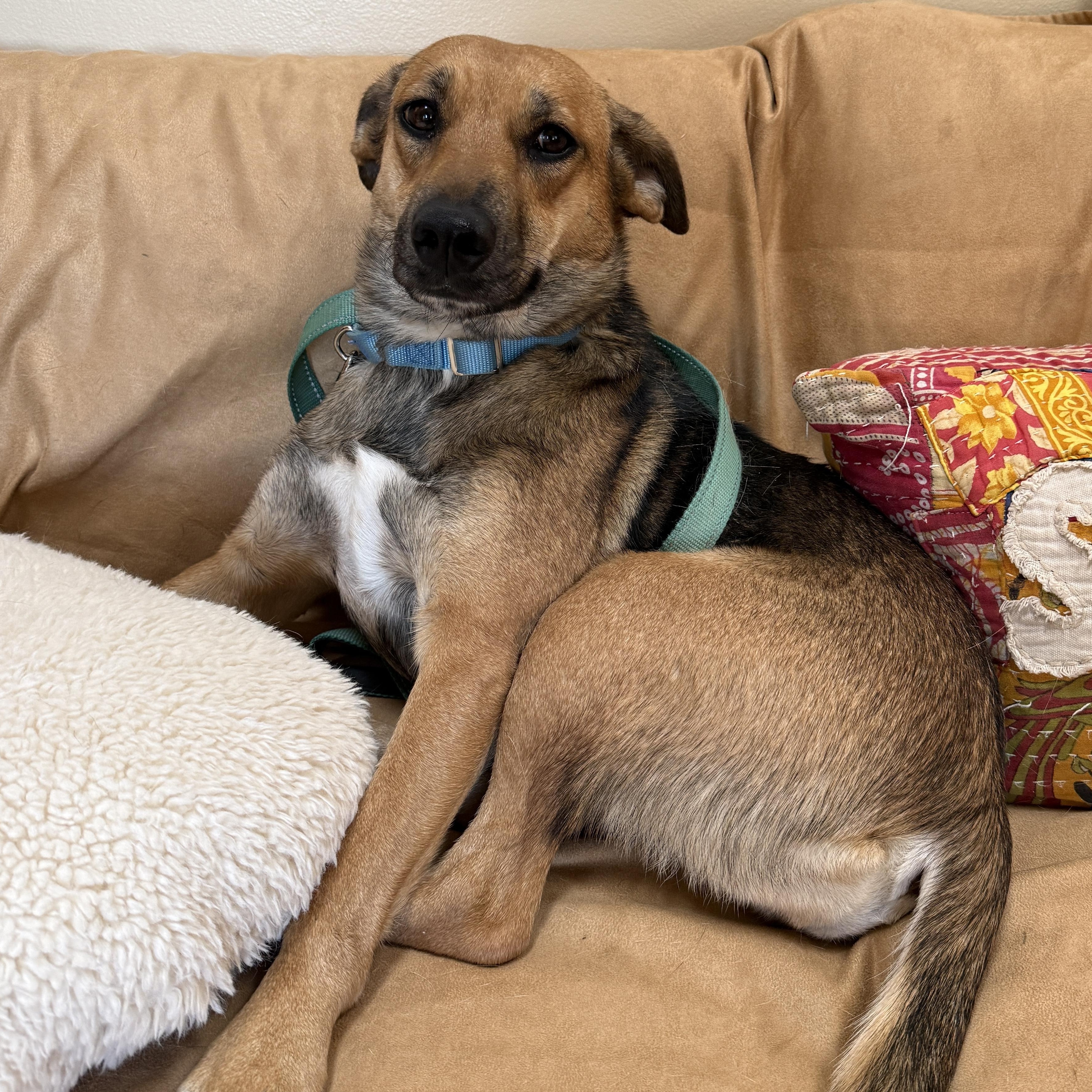 Tessa, an adoptable mixed breed in Washington, PA image 2/6