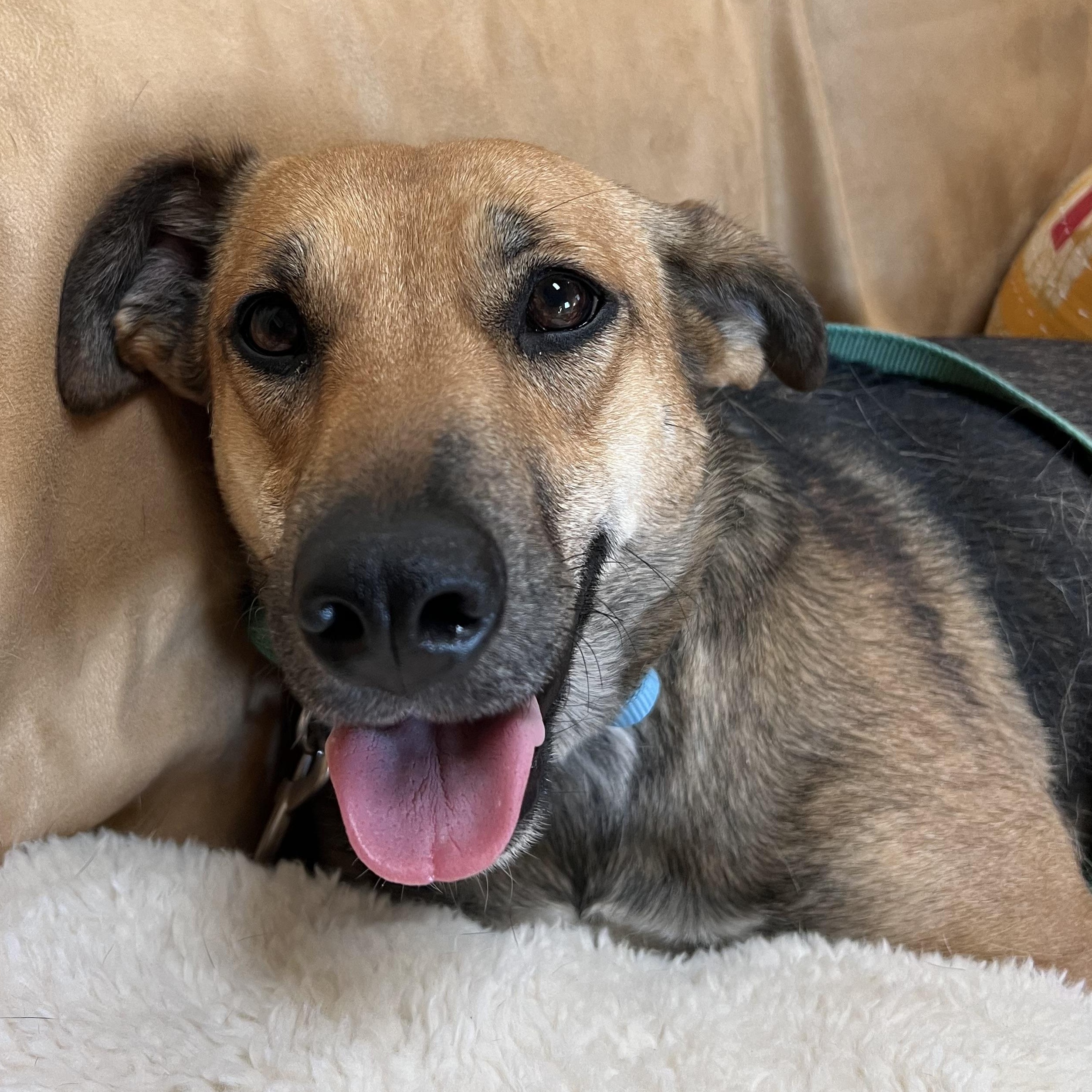 Tessa, an adoptable mixed breed in Washington, PA image 1/6