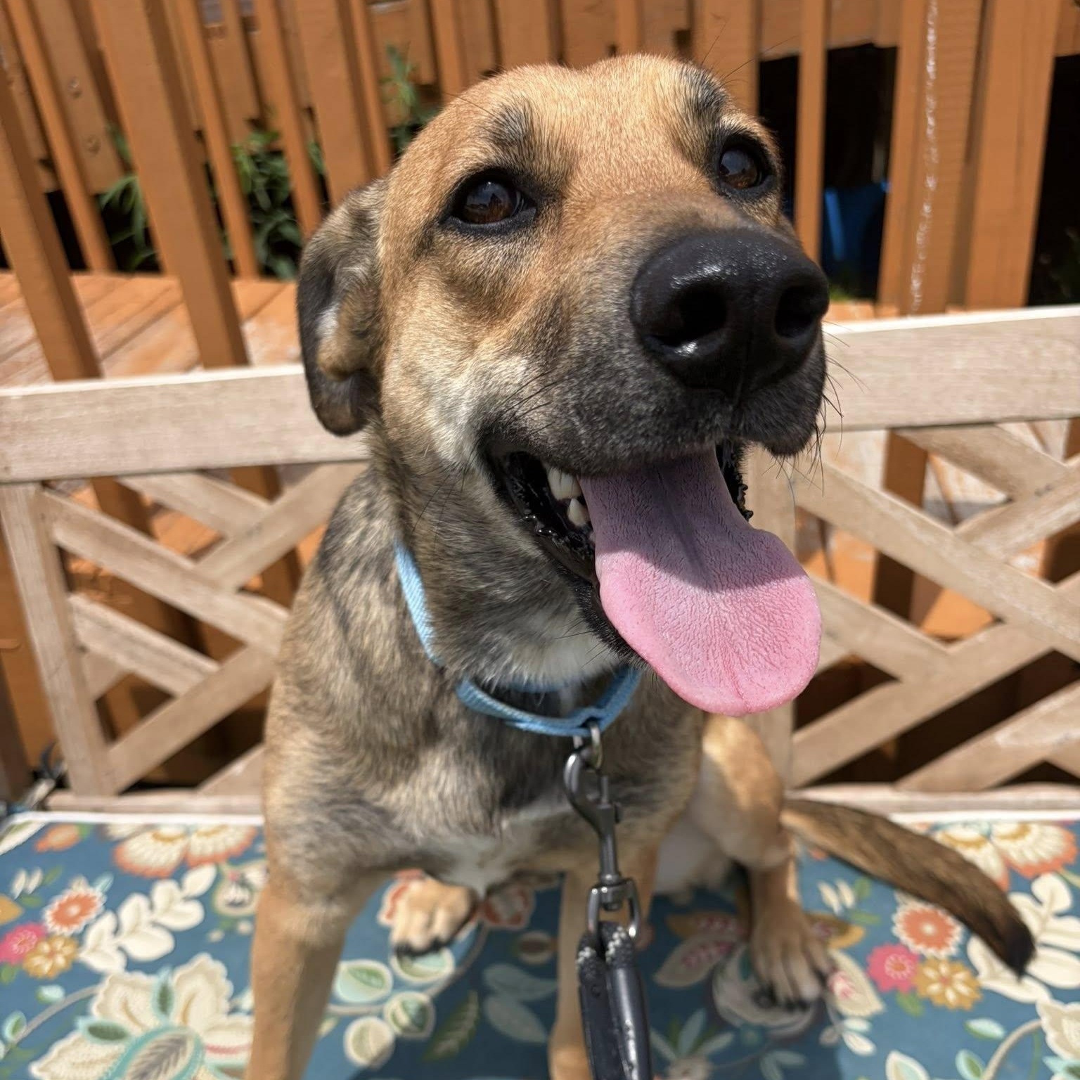 Tessa, adopted, Young Female Shepherd.