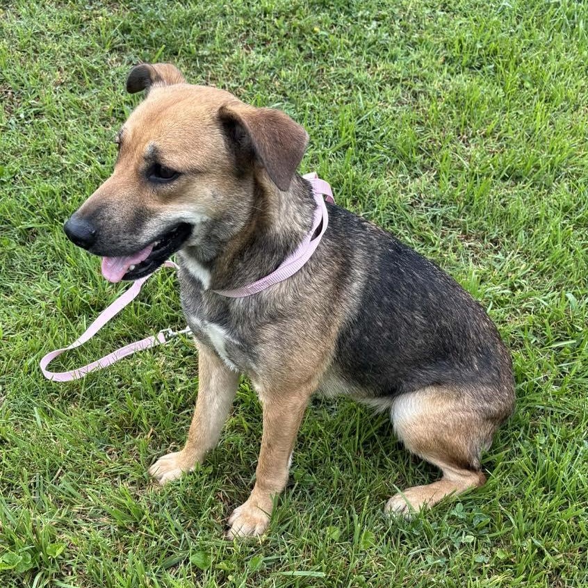 Tessa, an adoptable mixed breed in Washington, PA image 4/6
