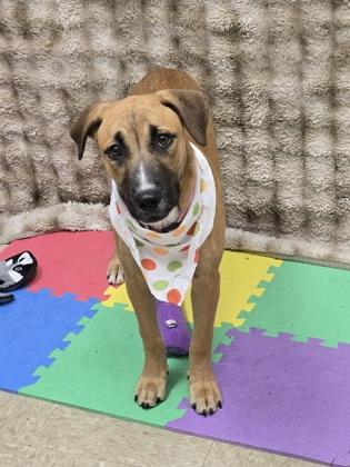 Enlarge Moondancer, an adopted Mixed Breed in Hamilton, OH image 2/3