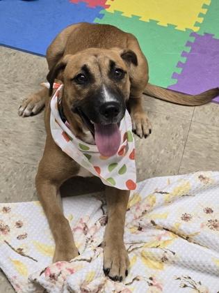 Enlarge Moondancer, an adopted Mixed Breed in Hamilton, OH image 3/3