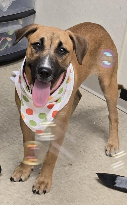 Moondancer, adopted, Puppy Female Mixed Breed.