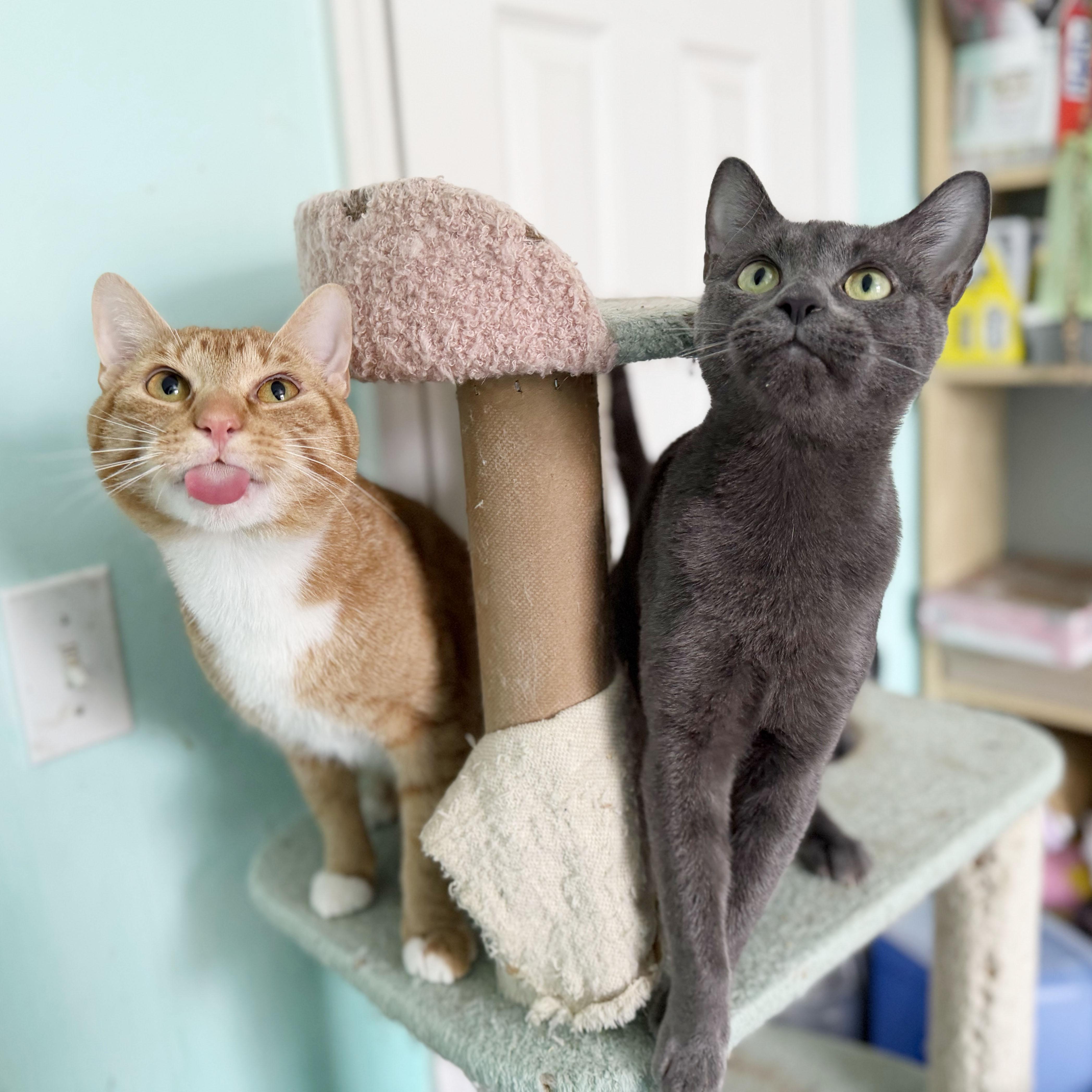 Enlarge Judy, a ADOPTABLE Domestic Short Hair in BROOKLYN, NY image 6/6