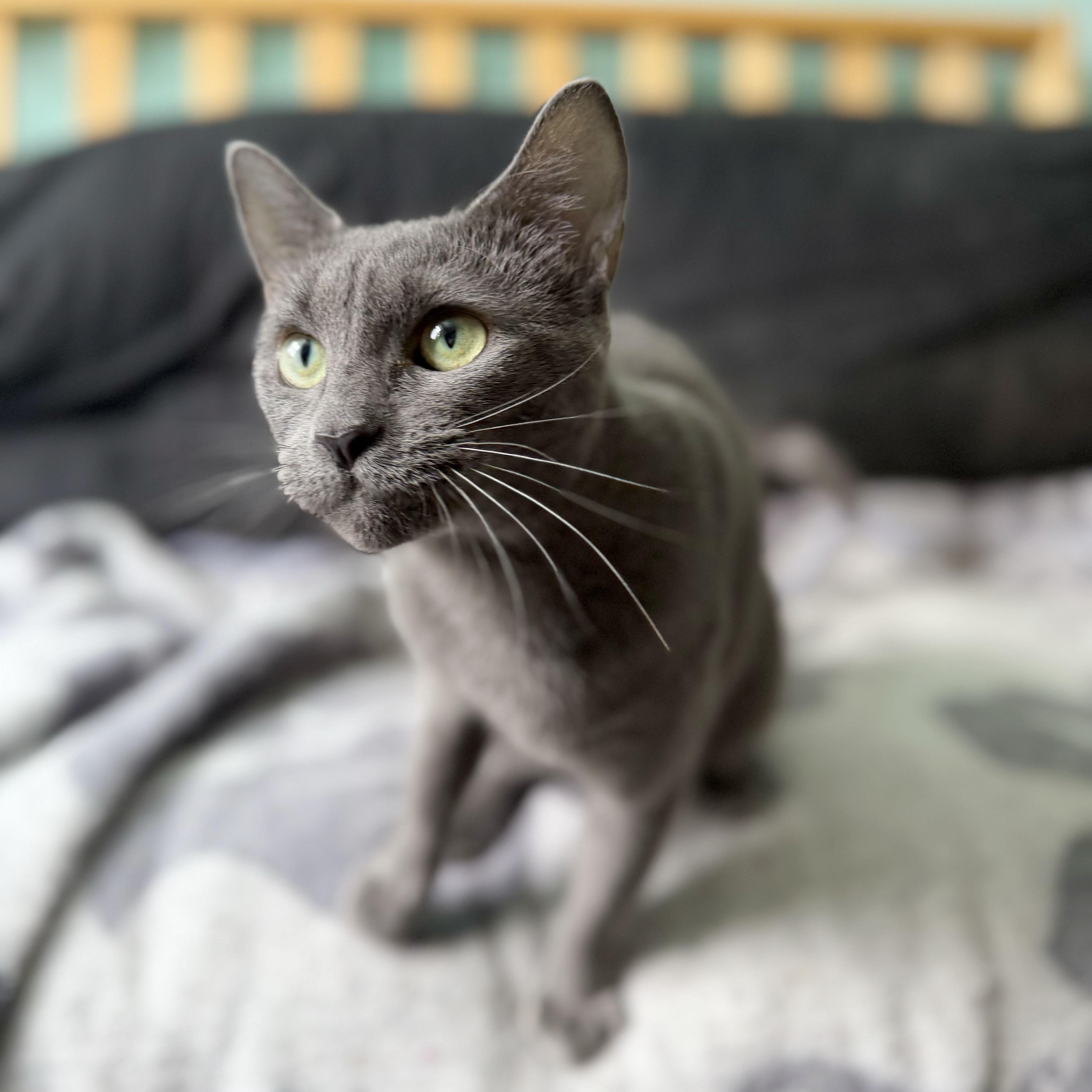 Enlarge Judy, a ADOPTABLE Domestic Short Hair in BROOKLYN, NY image 2/6