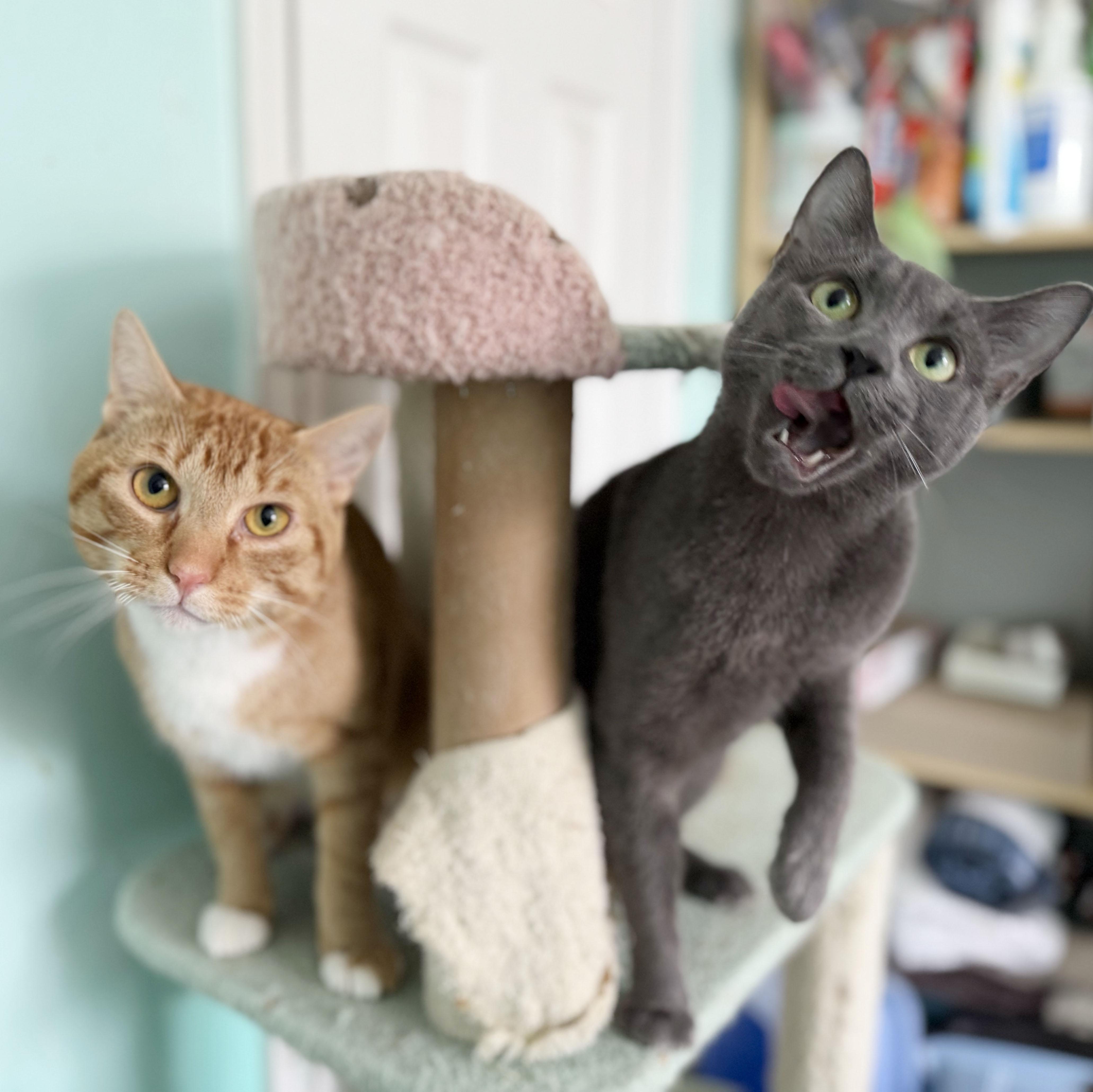 Enlarge Judy, a ADOPTABLE Domestic Short Hair in BROOKLYN, NY image 5/6