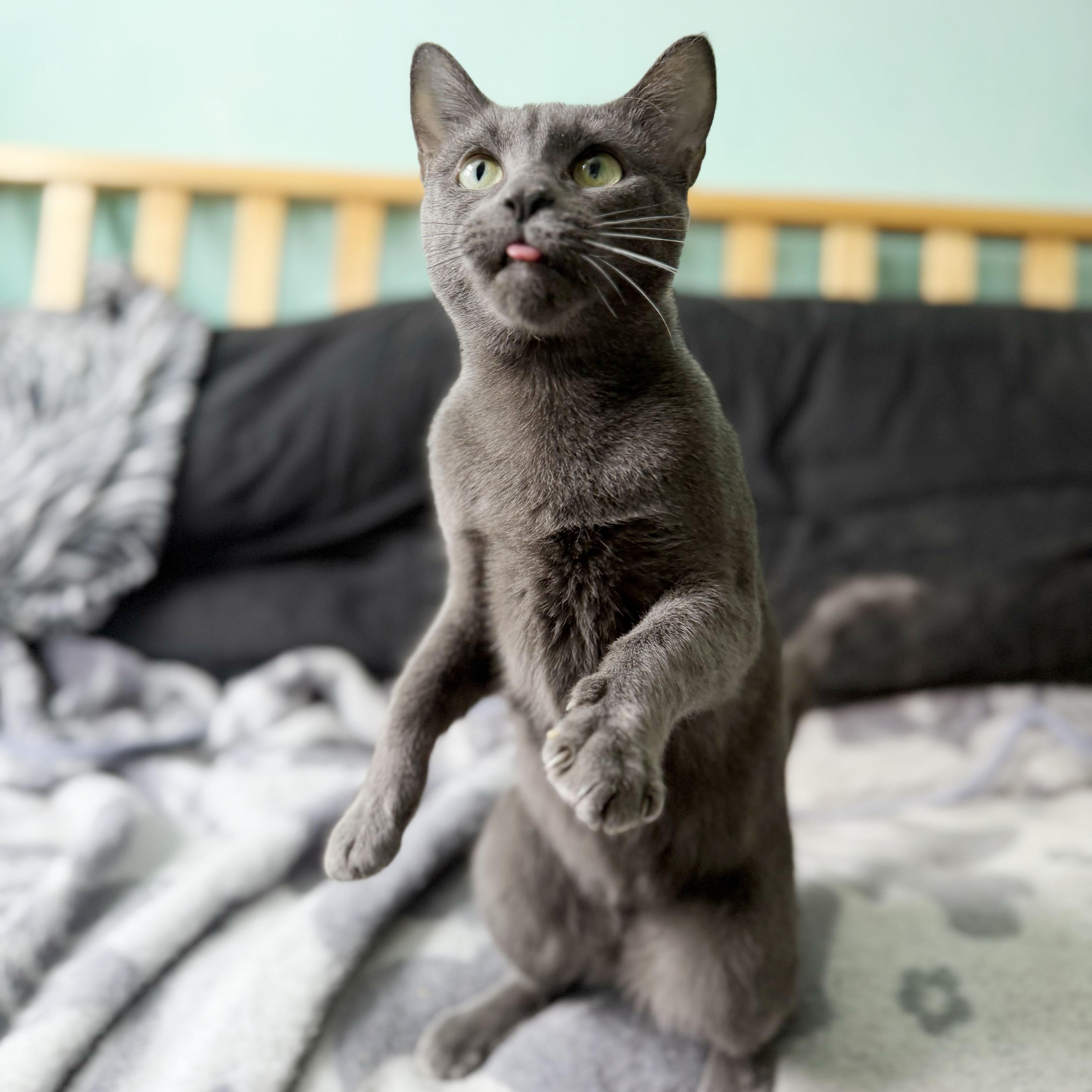 Enlarge Judy, a ADOPTABLE Domestic Short Hair in BROOKLYN, NY image 4/6