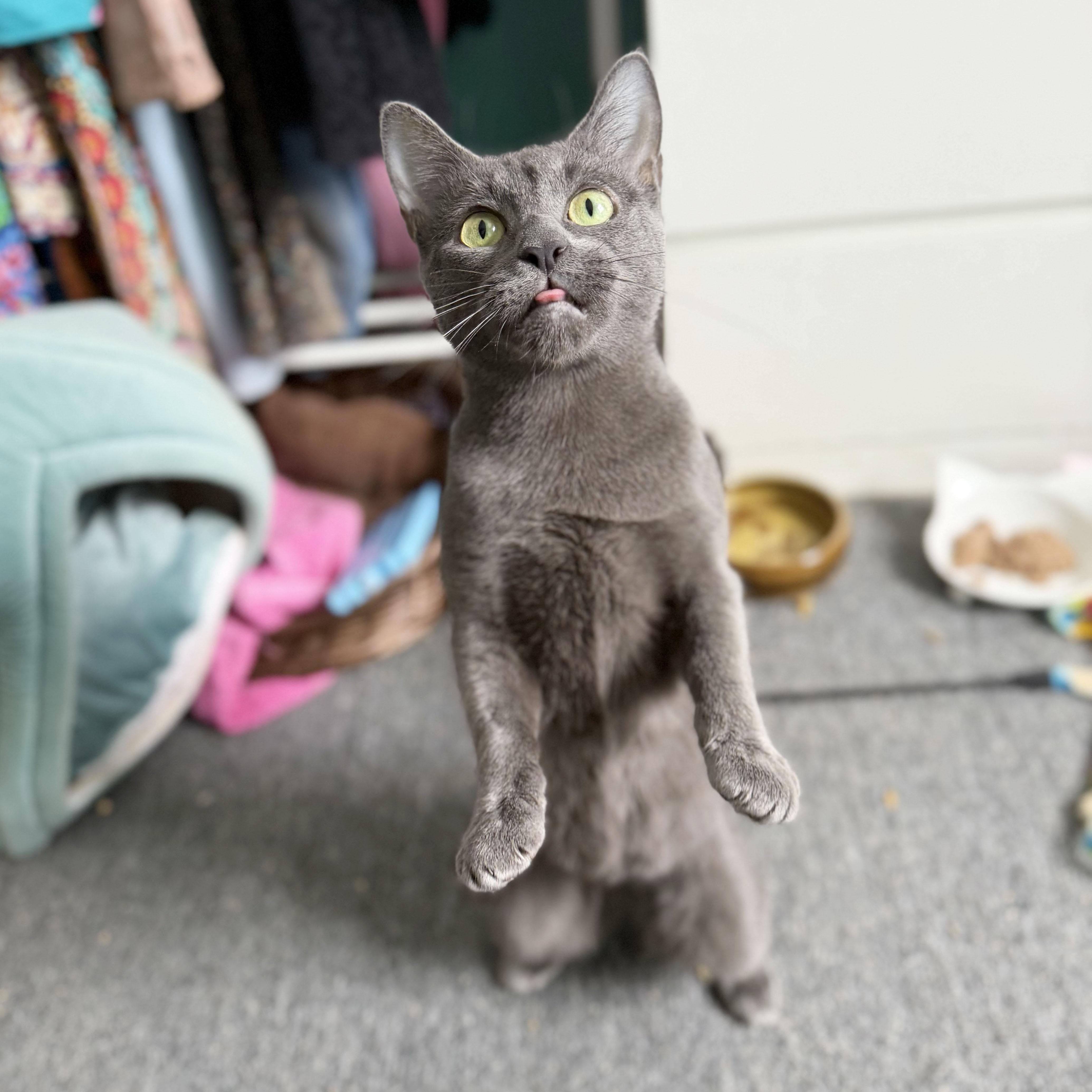 Enlarge Judy, a ADOPTABLE Domestic Short Hair in BROOKLYN, NY image 1/6