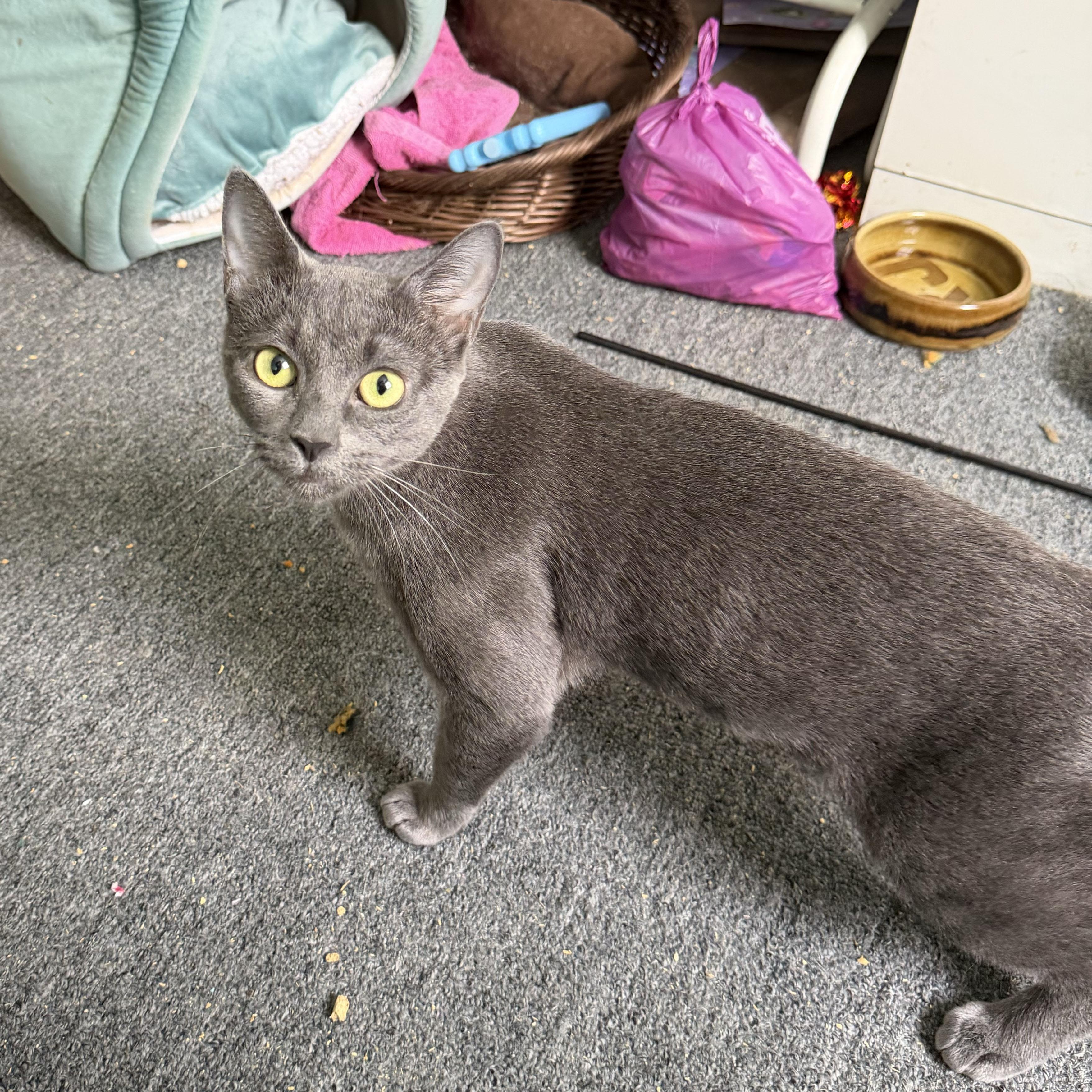 Enlarge Judy, a ADOPTABLE Domestic Short Hair in BROOKLYN, NY image 3/6