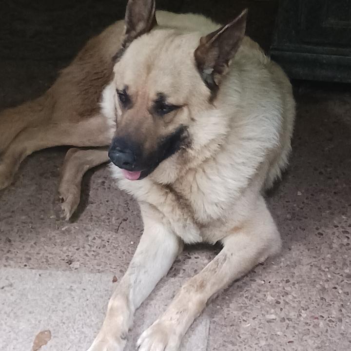 Enlarge Oso ( Gentle Giant ), a Adoptable mixed breed in WINCHESTER, VA image 4/6