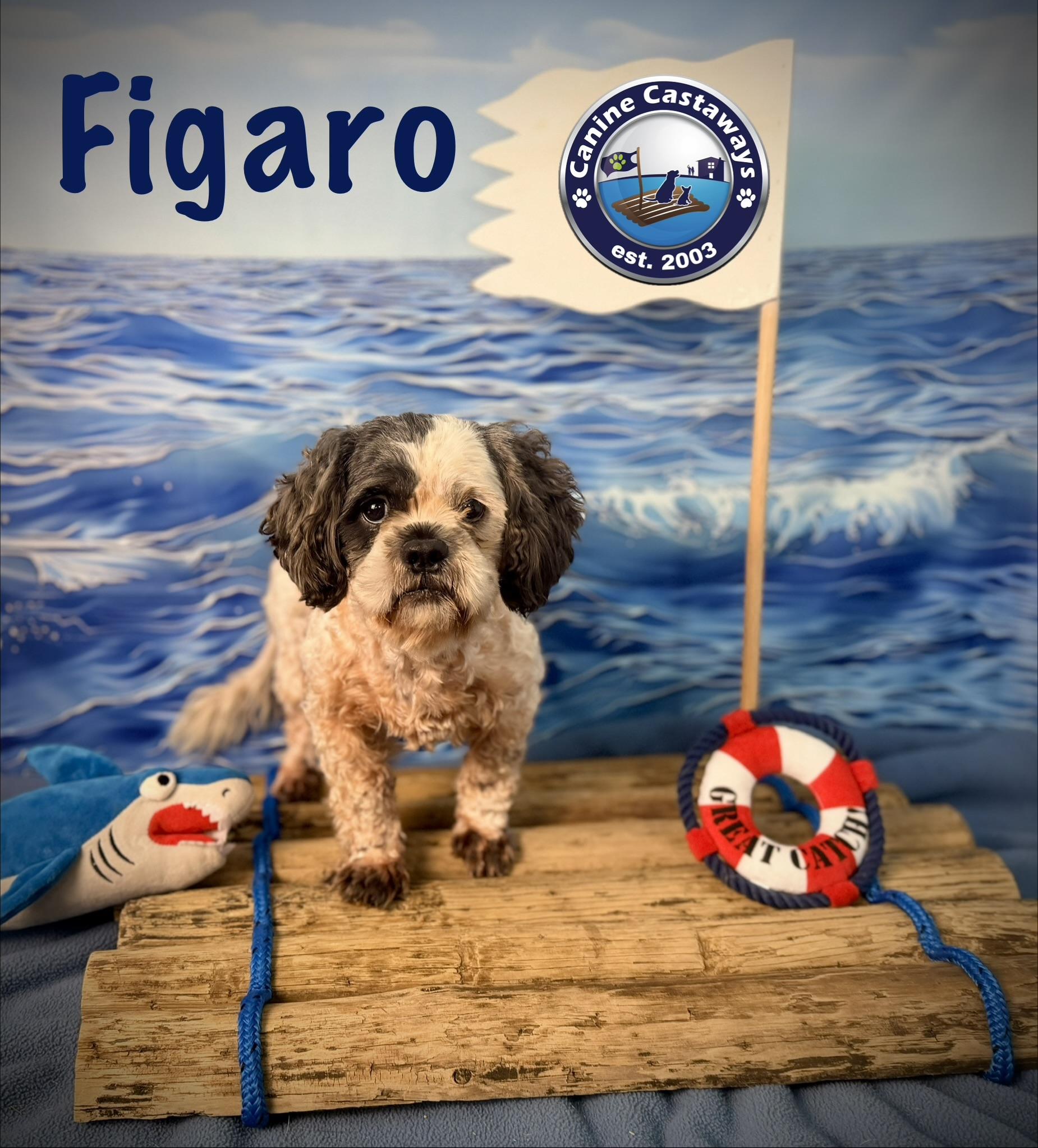Enlarge Figaro, a Adoptable mixed breed in Arcadia, FL image 5/6