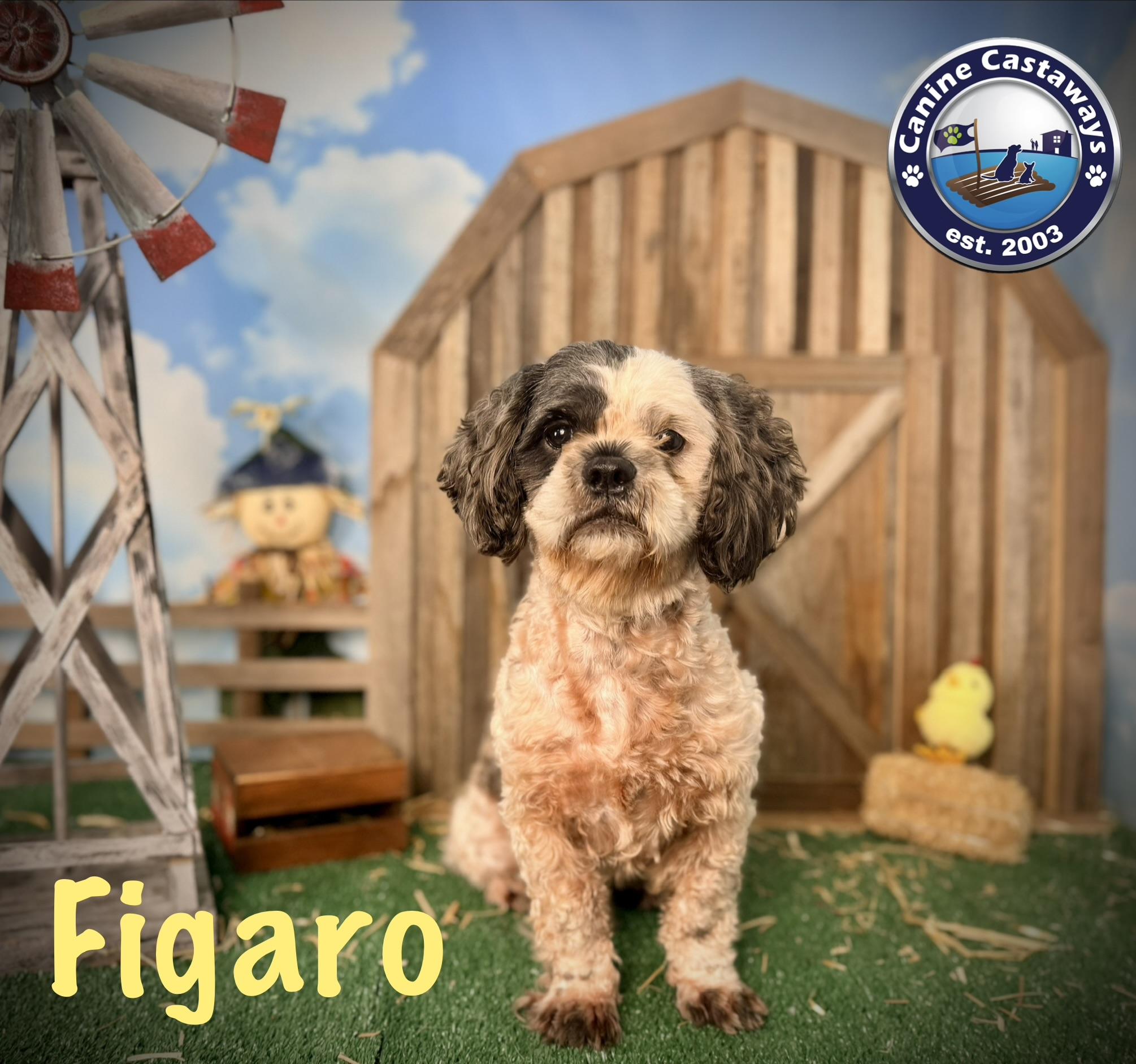 Enlarge Figaro, a Adoptable mixed breed in Arcadia, FL image 2/6