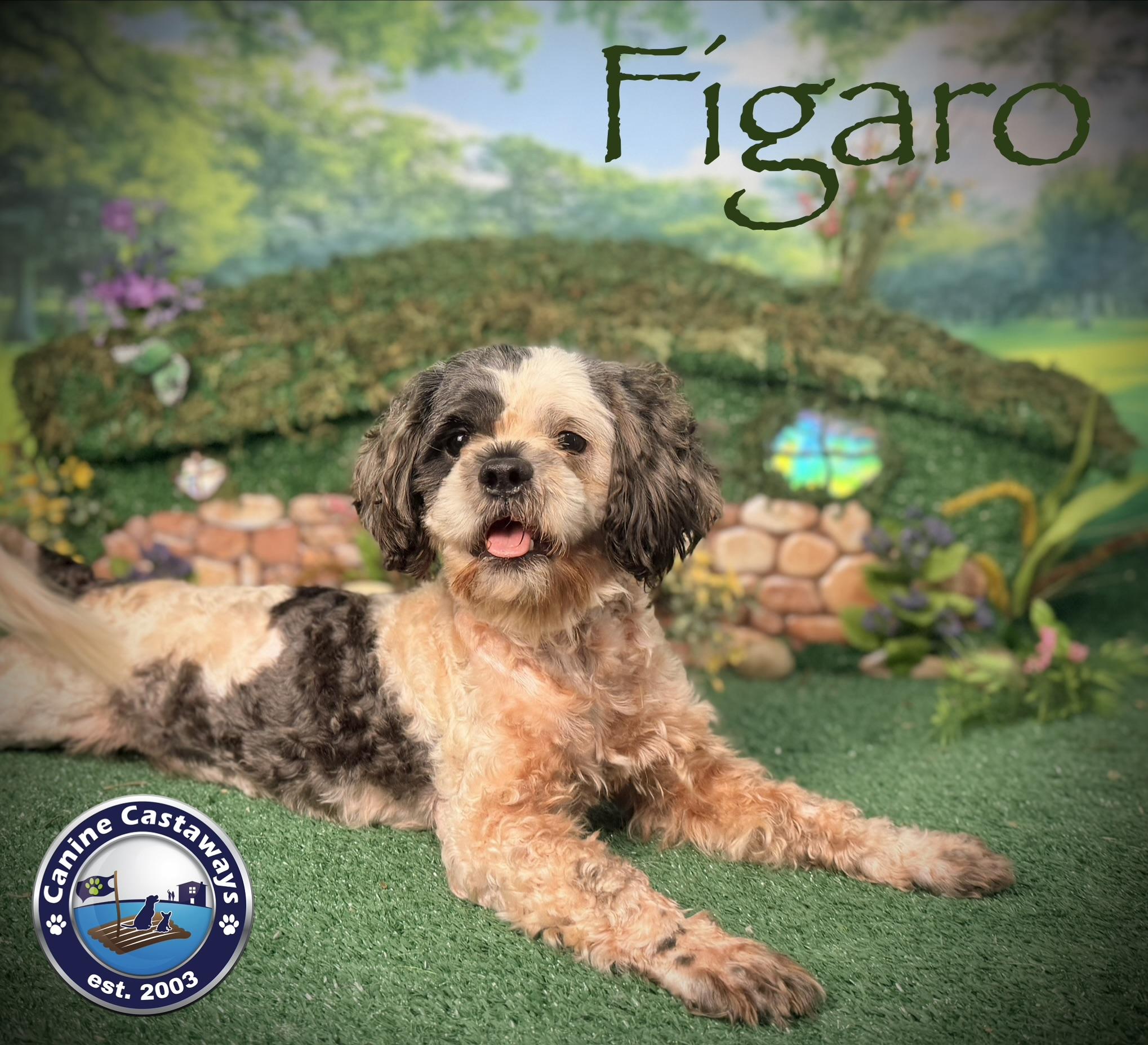 Enlarge Figaro, a Adoptable mixed breed in Arcadia, FL image 4/6