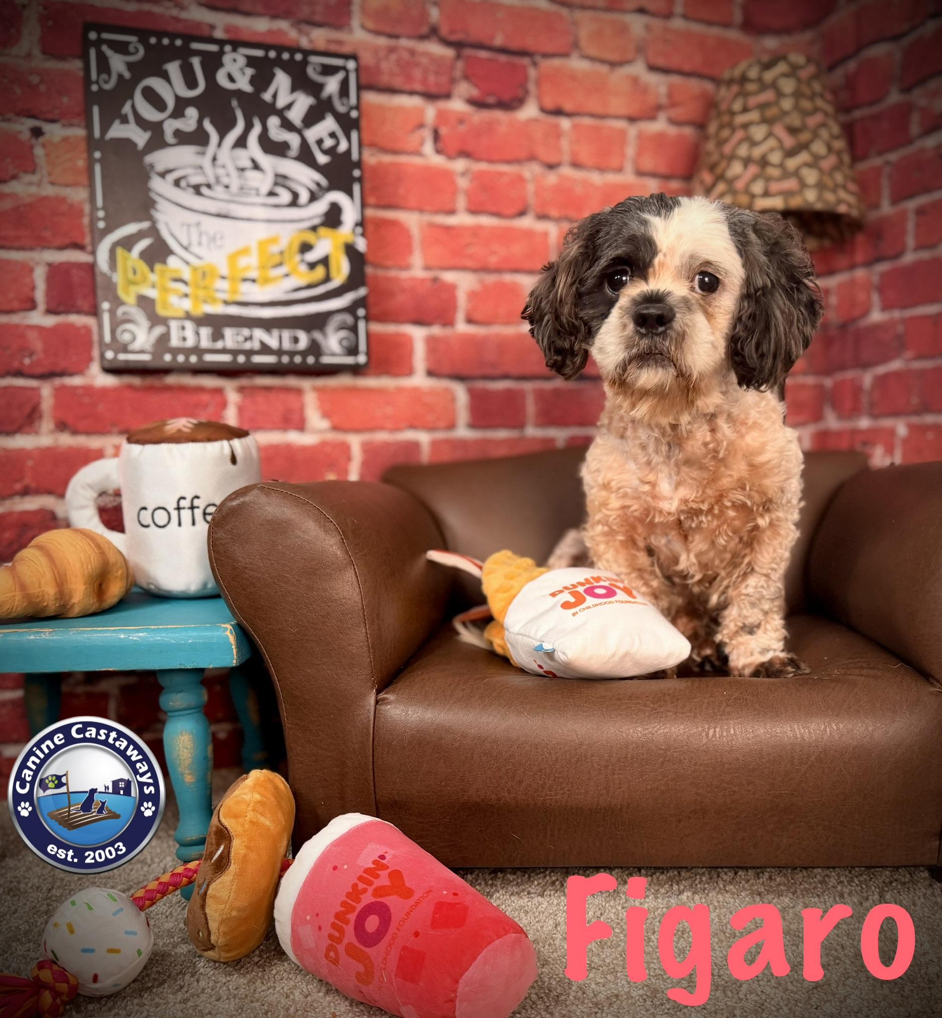 Enlarge Figaro, a Adoptable mixed breed in Arcadia, FL image 3/6