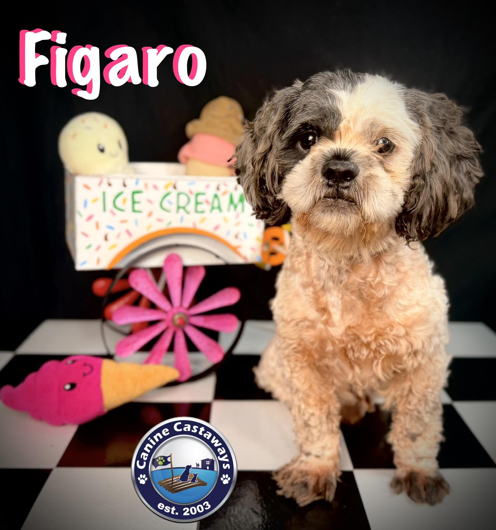 Figaro, Adoptable, Adult Male Miniature Poodle & Shih poo.