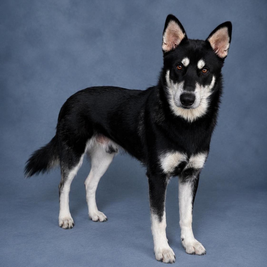 Enlarge Bolt, a Adopted mixed breed in Heber Springs, AR image 2/2
