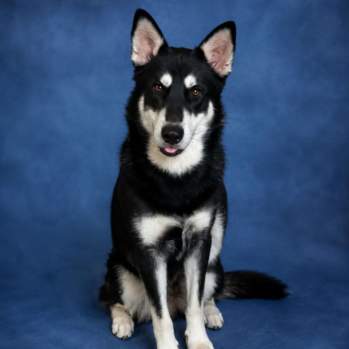 Bolt, Adopted, Adult Male Husky.