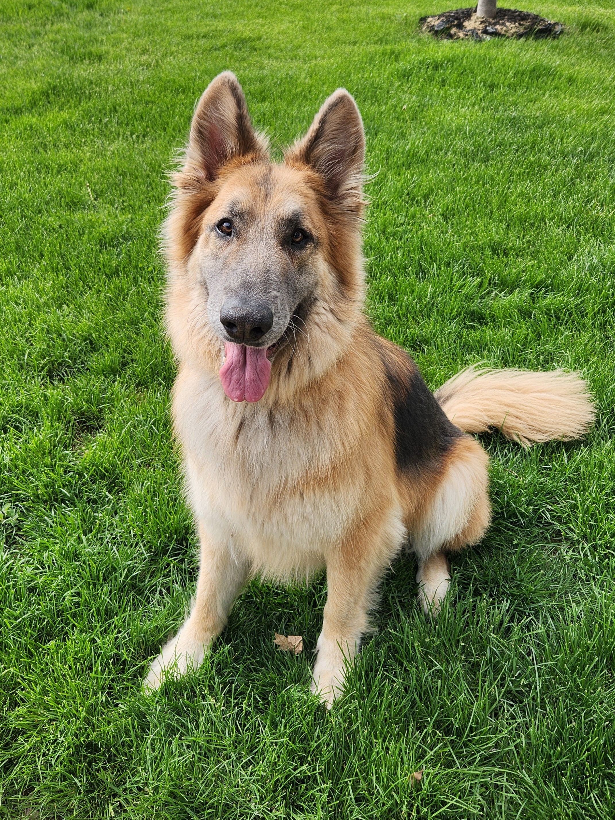 Tucker, an adoptable German Shepherd Dog in Cedar Rapids, IA, 52404 | Photo Image 1