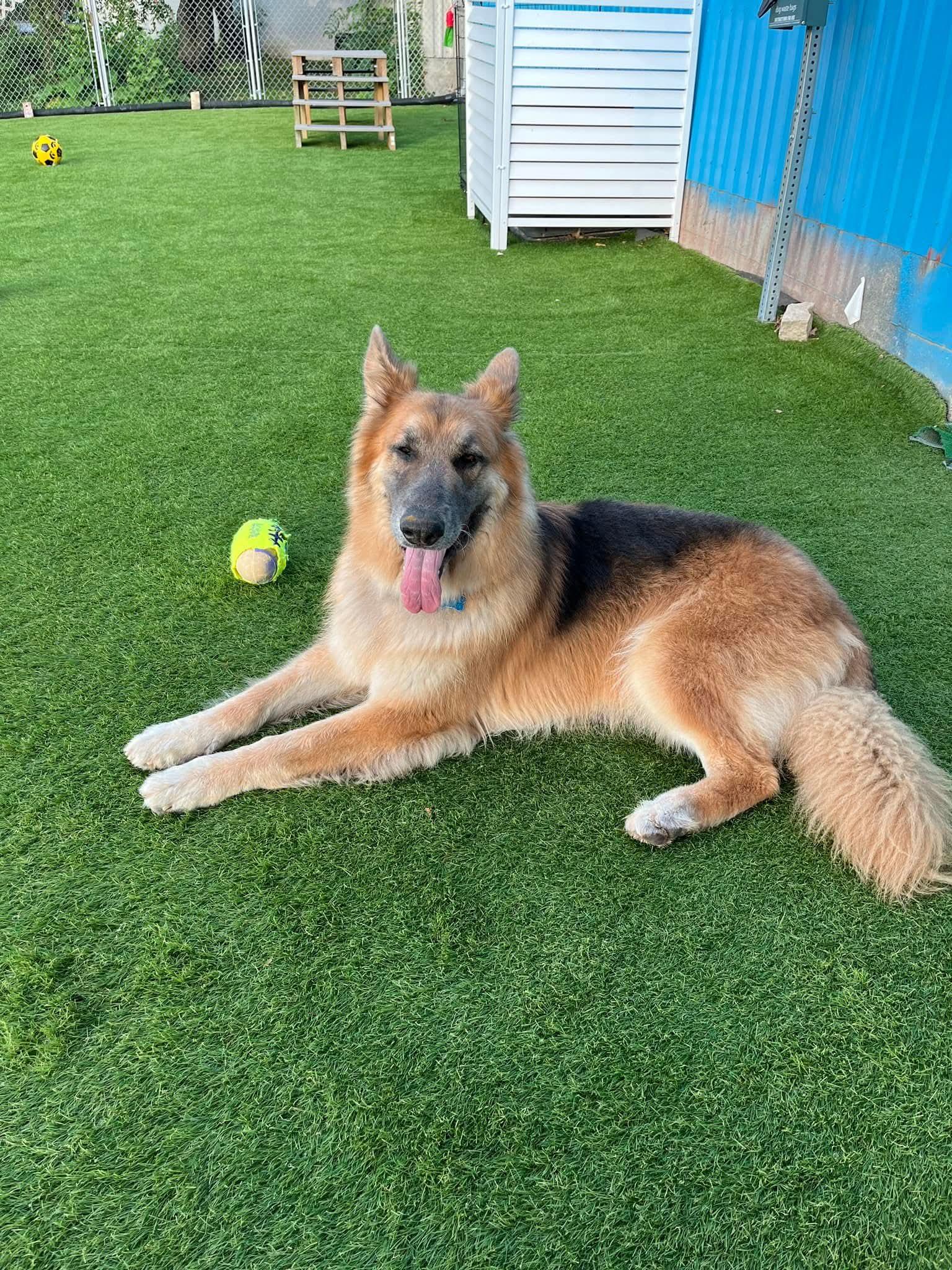 Tucker, an adoptable German Shepherd Dog in Cedar Rapids, IA, 52404 | Photo Image 2