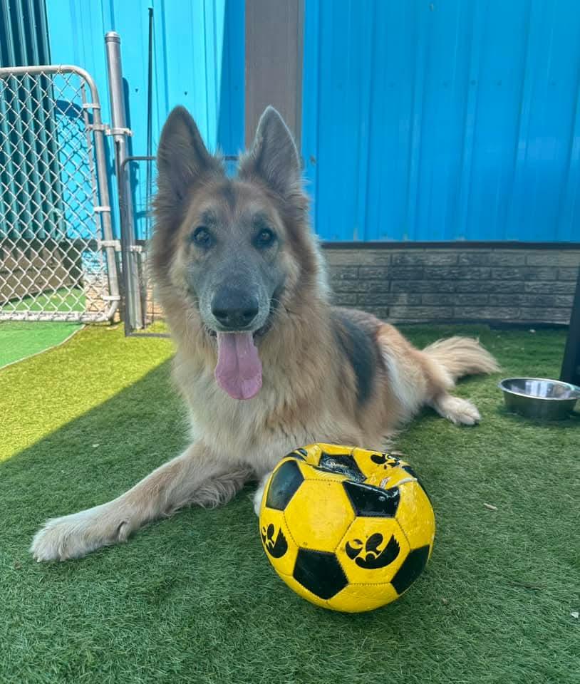 Tucker, an adoptable German Shepherd Dog in Cedar Rapids, IA, 52404 | Photo Image 3