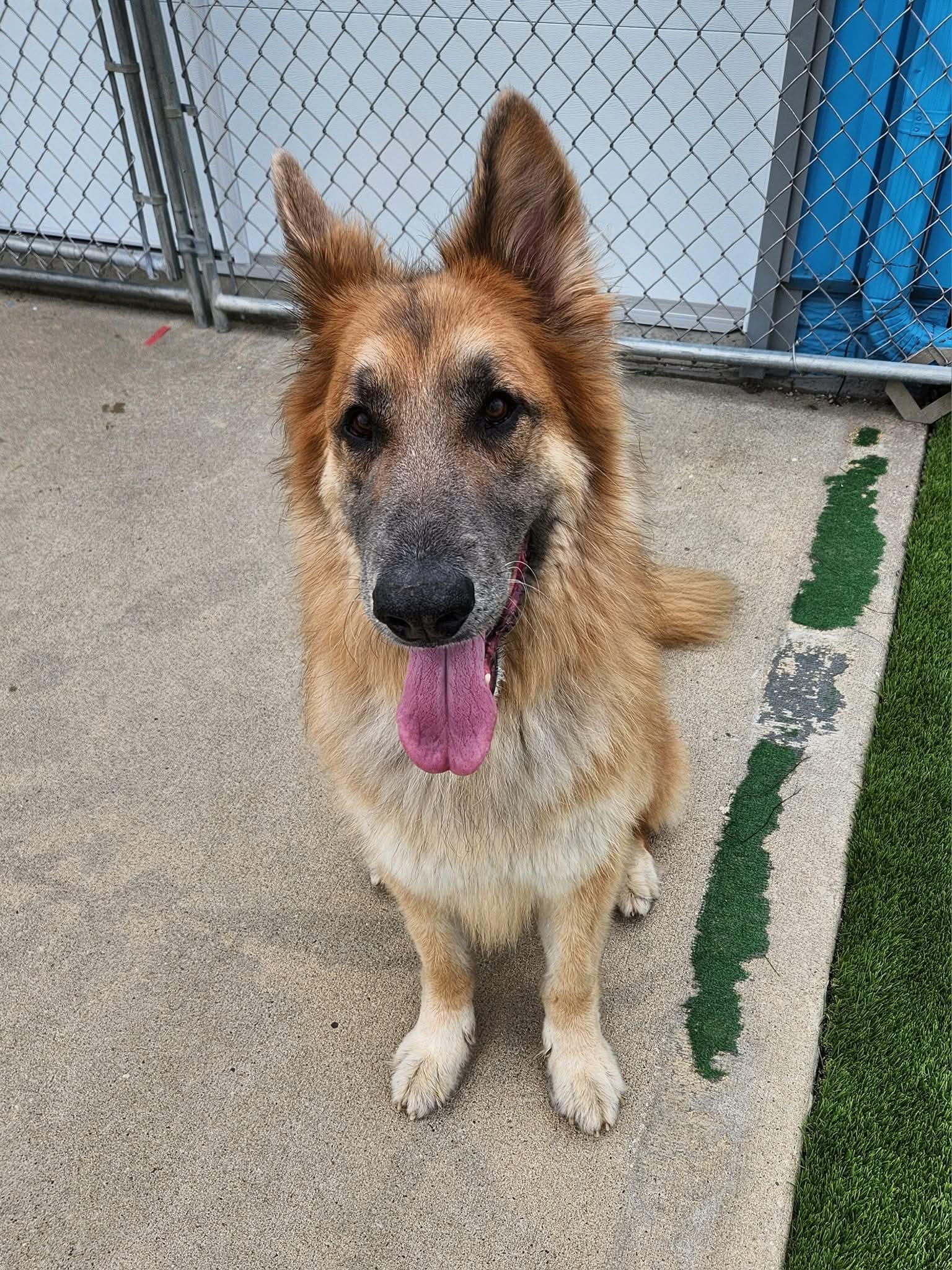 Tucker, an adoptable German Shepherd Dog in Cedar Rapids, IA, 52404 | Photo Image 5