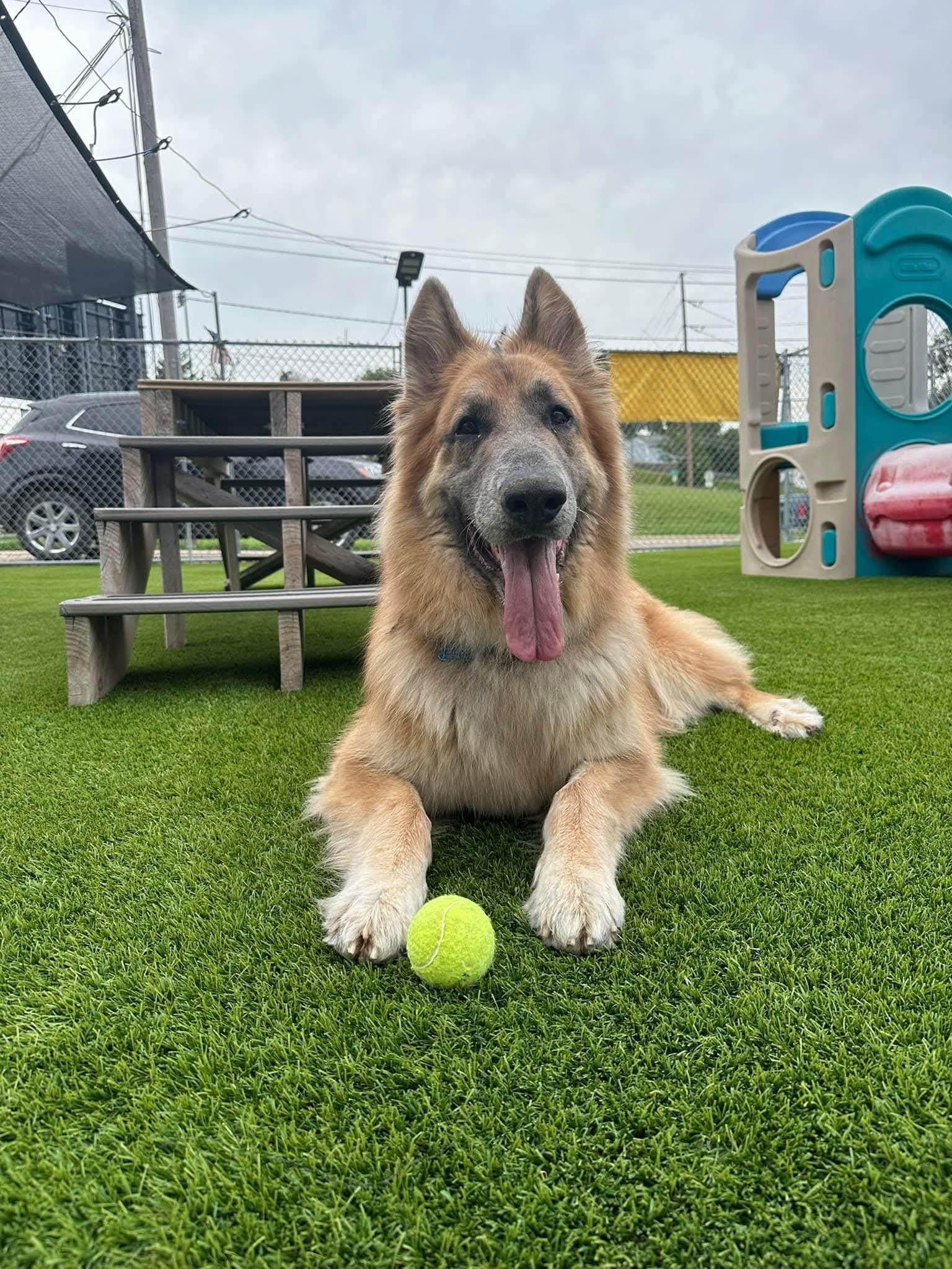 Tucker, an adoptable German Shepherd Dog in Cedar Rapids, IA, 52404 | Photo Image 4