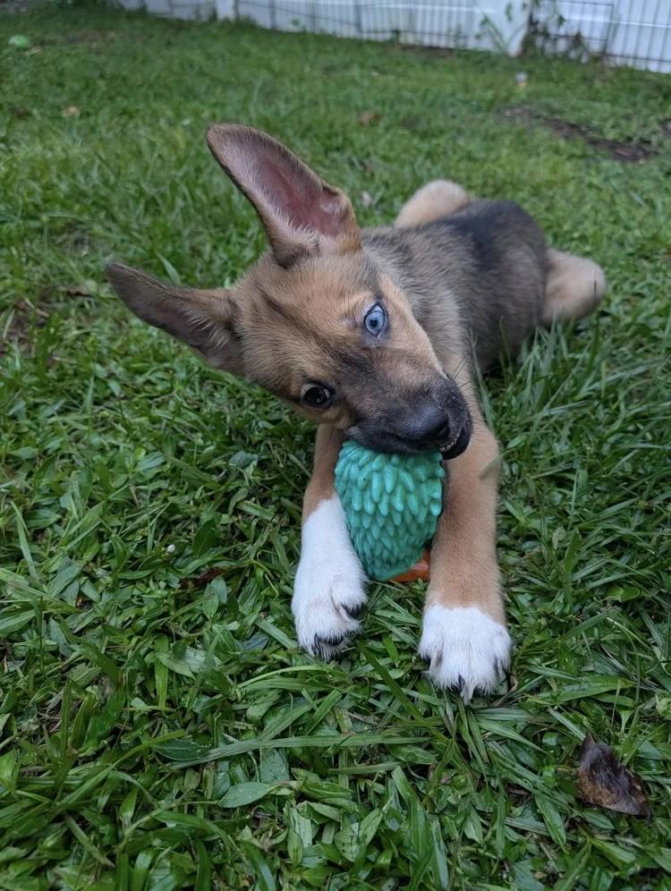 Enlarge Spyder, a Adoptable mixed breed in Winter Springs, FL image 1/1