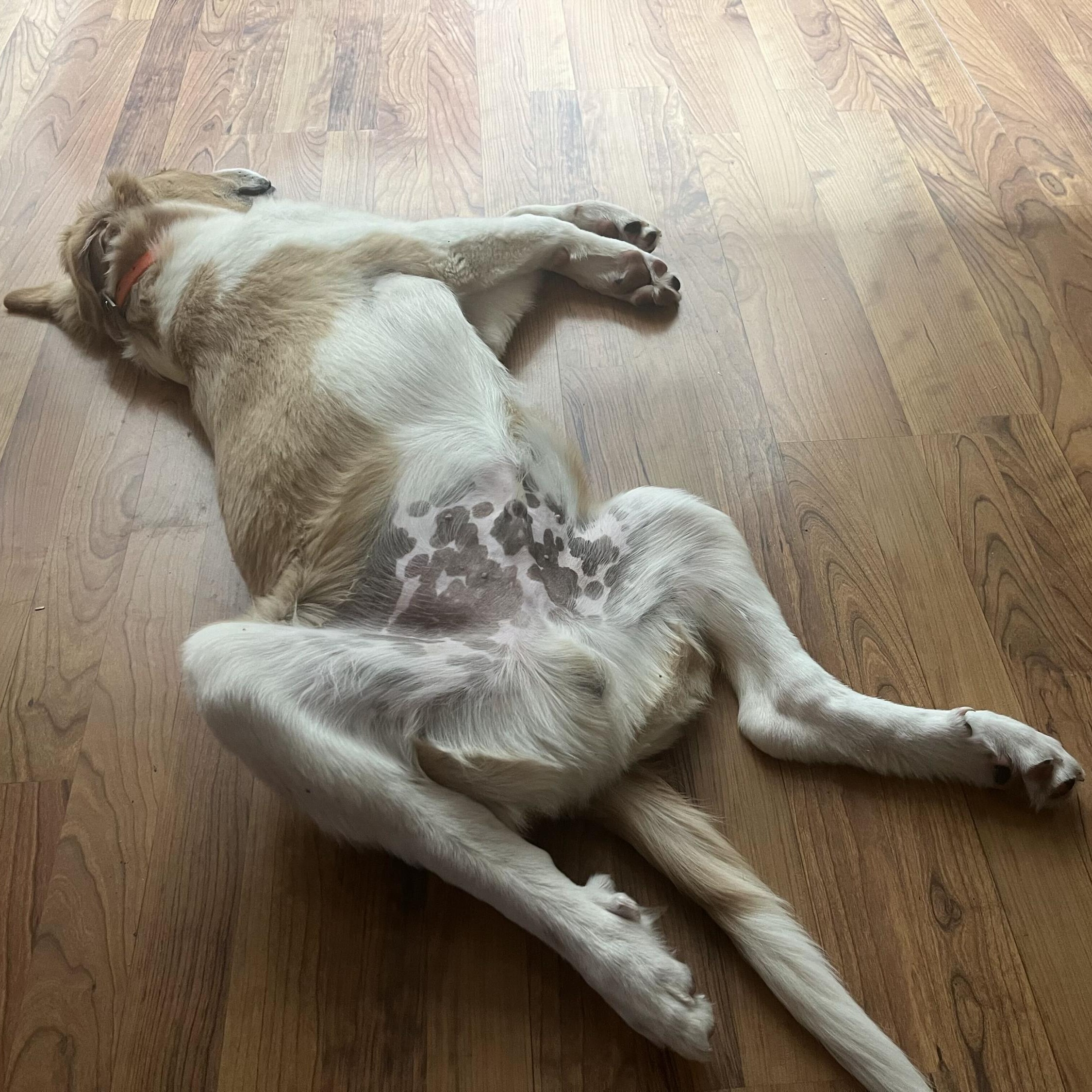 Enlarge Herk, a Adoptable mixed breed in Pflugerville, TX image 5/5