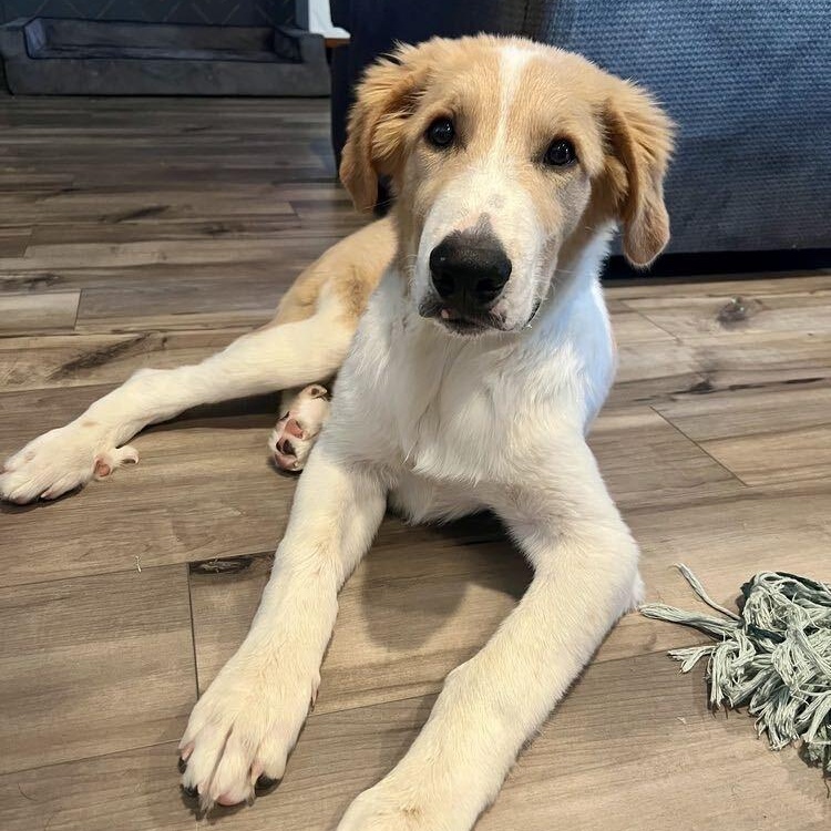 Enlarge Herk, a Adoptable mixed breed in Pflugerville, TX image 2/5
