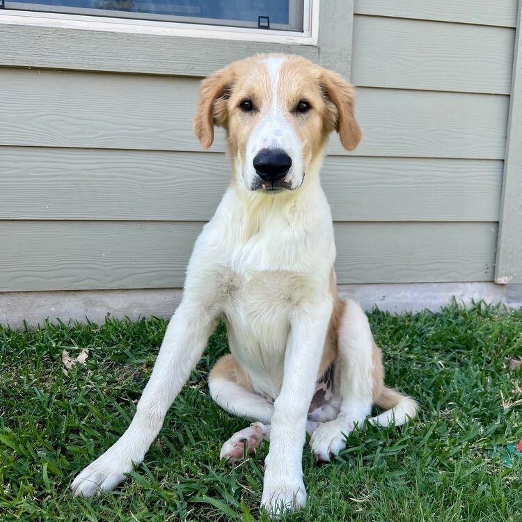 Herk, Adoptable, Puppy Male Great Pyrenees & Golden Retriever.