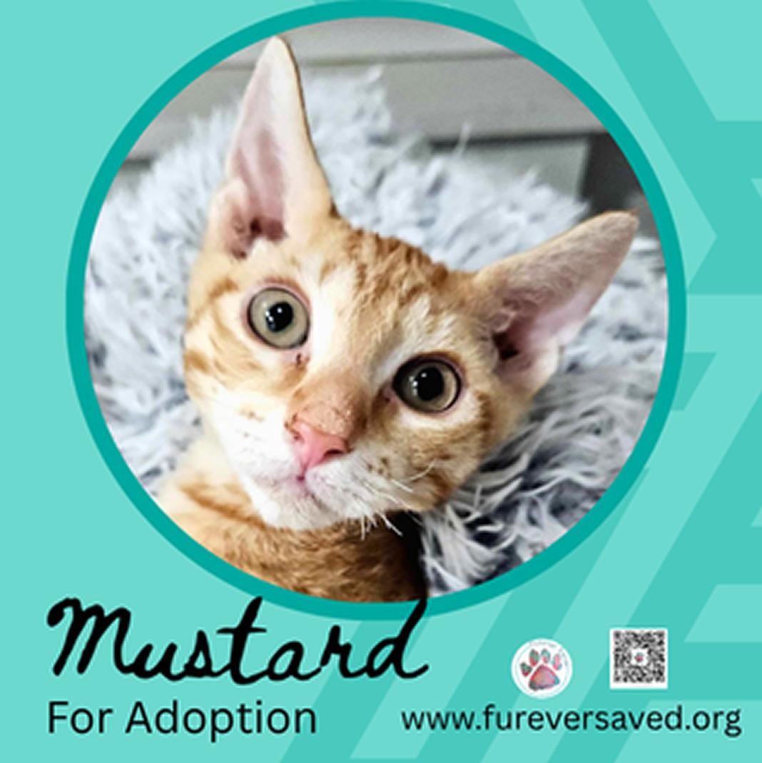 Enlarge Mustard, a Adoptable Domestic Short Hair in Miami, FL image 1/3