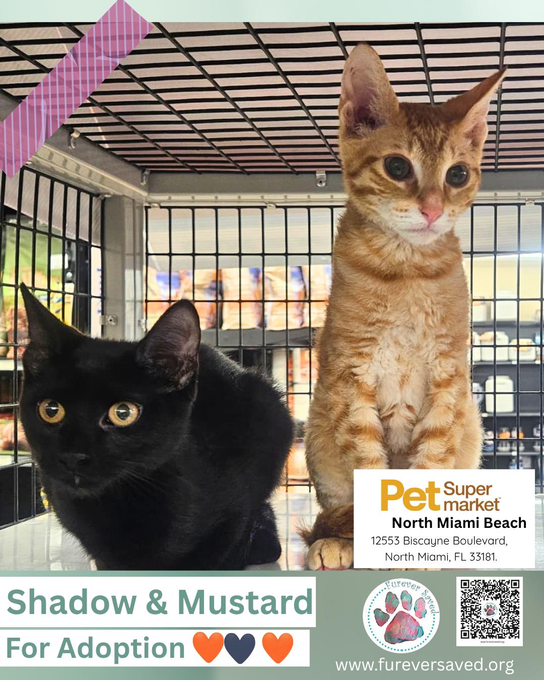 Enlarge Mustard, a Adoptable Domestic Short Hair in Miami, FL image 2/3