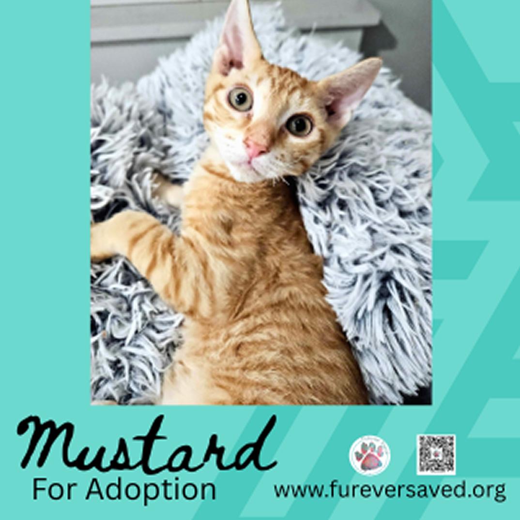 Enlarge Mustard, a Adoptable Domestic Short Hair in Miami, FL image 3/3