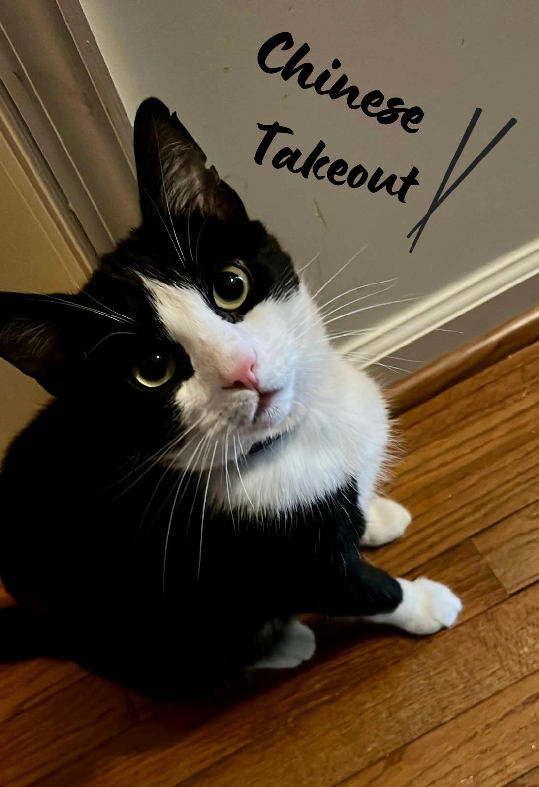 Chinese Takeout, Adoptable, Adult Male Domestic Short Hair.