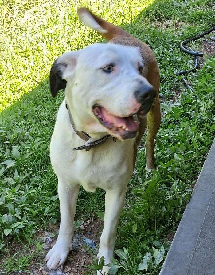 Enlarge Skeeter, a Adoptable mixed breed in Philippi, WV image 3/3
