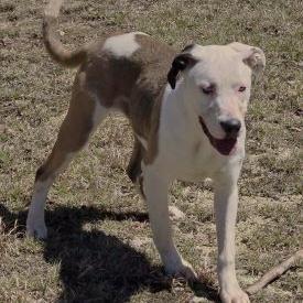 Skeeter, Adoptable, Adult Male Siberian Husky & Mixed Breed.