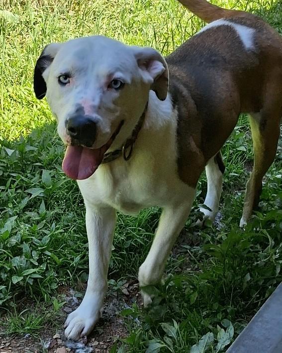 Enlarge Skeeter, a Adoptable mixed breed in Philippi, WV image 2/3