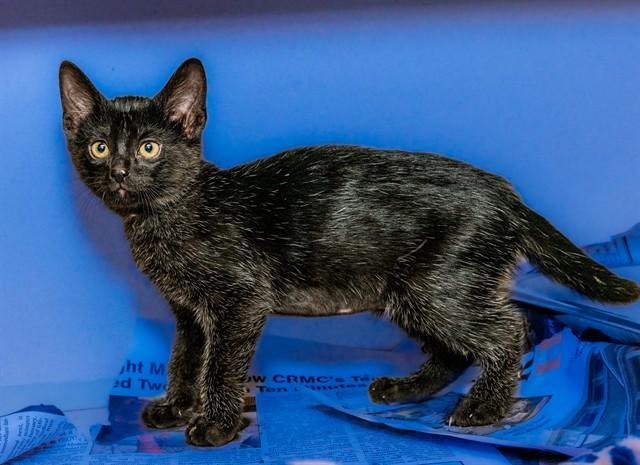 MISTY, Adoptable, Kitten Female Domestic Short Hair.