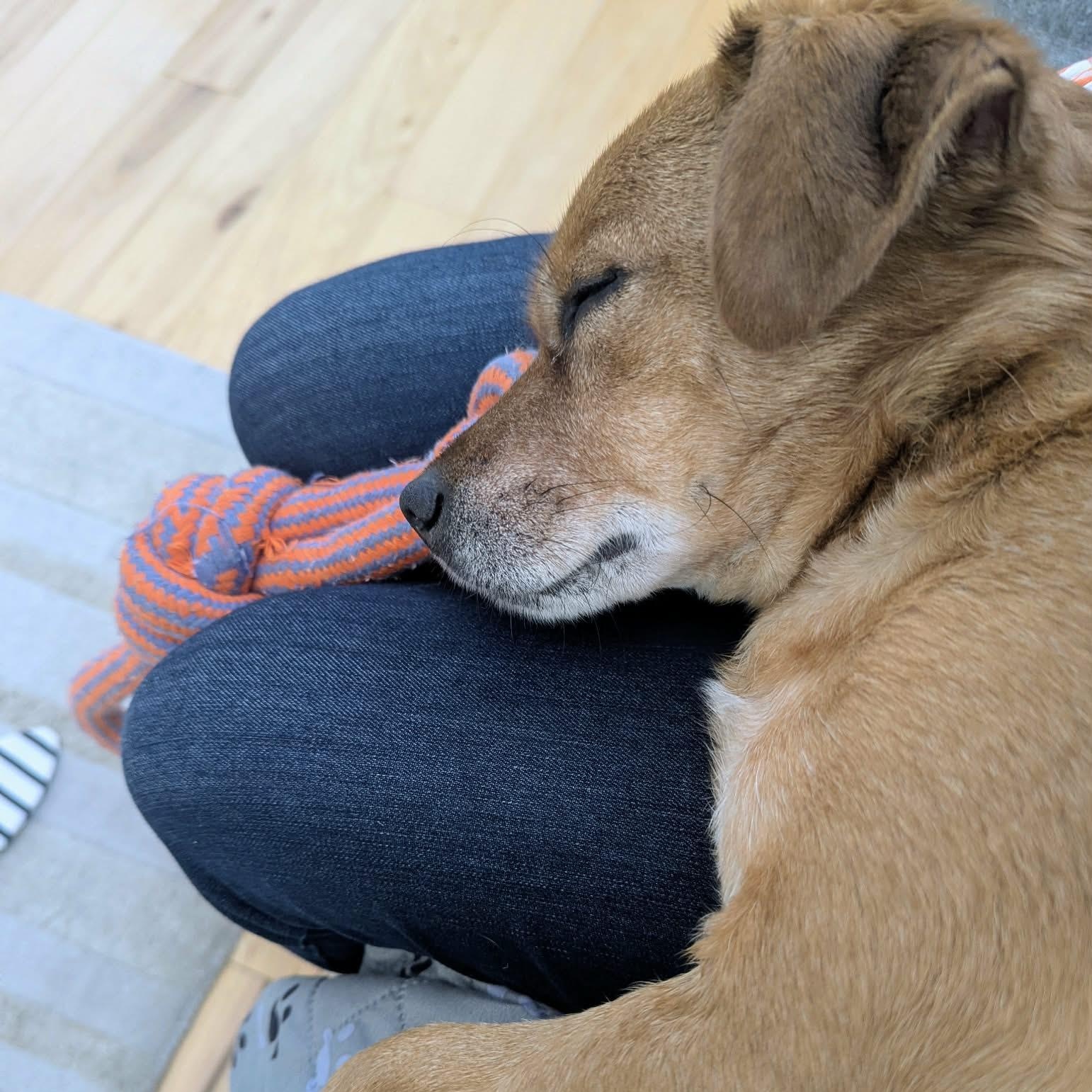 Enlarge Drogo, an adopted Mixed Breed in Woolwich, ME image 5/6