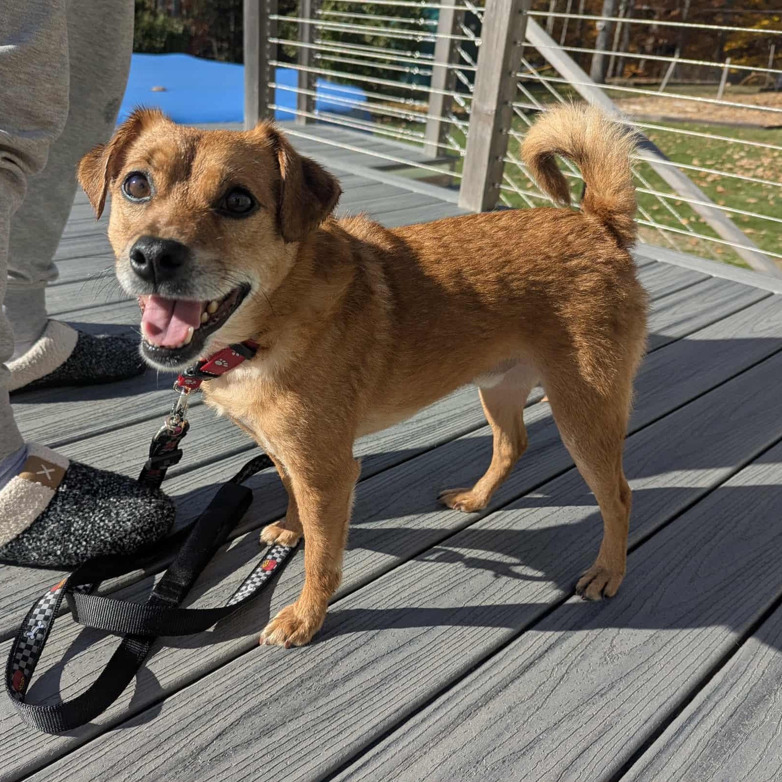 Enlarge Drogo, an adopted Mixed Breed in Woolwich, ME image 4/6