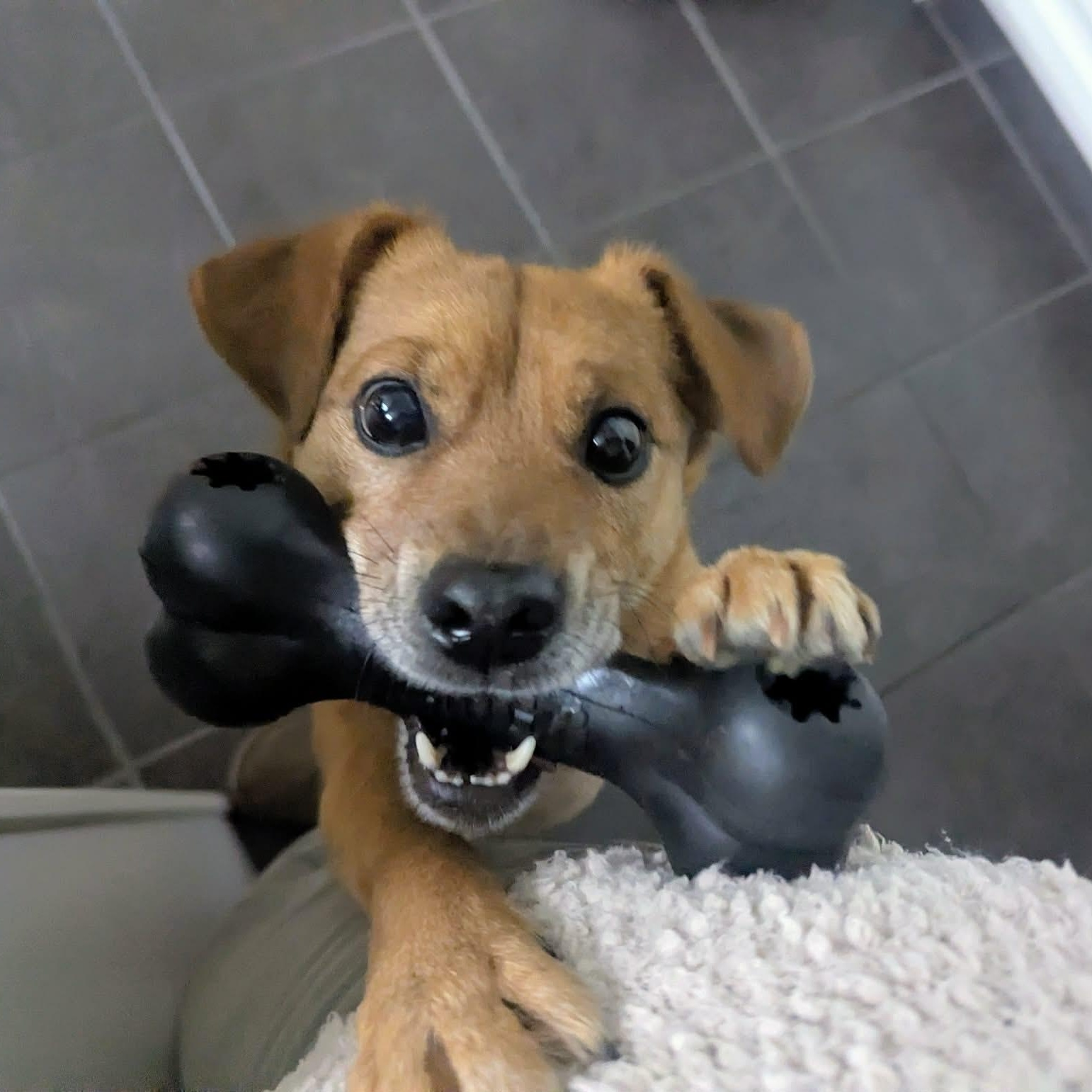 Drogo, adopted, Adult Male Mixed Breed.