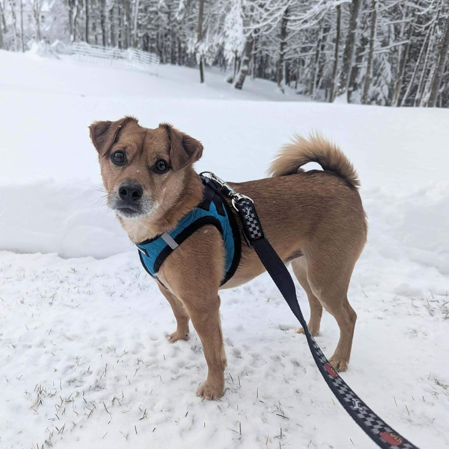 Enlarge Drogo, an adopted Mixed Breed in Woolwich, ME image 3/6