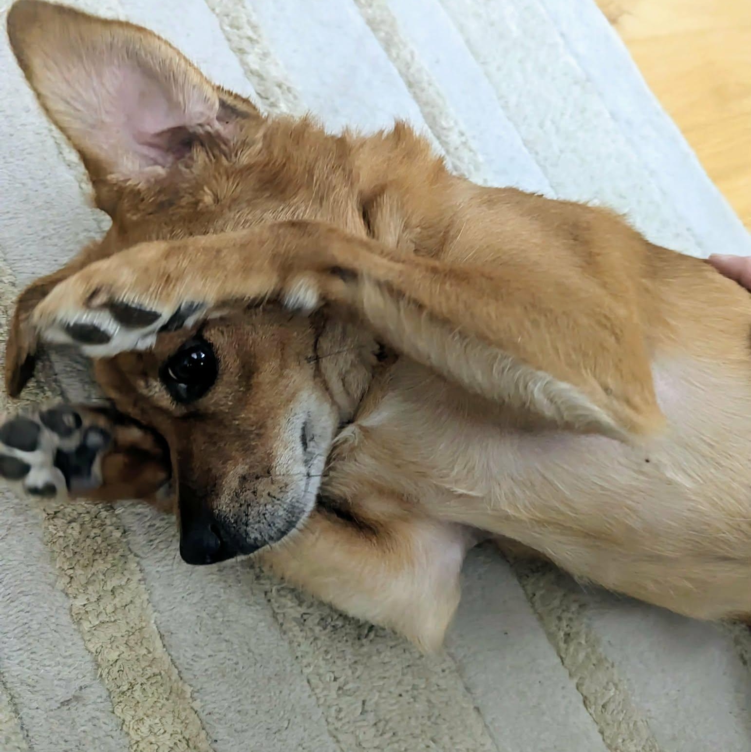 Enlarge Drogo, an adopted Mixed Breed in Woolwich, ME image 2/6