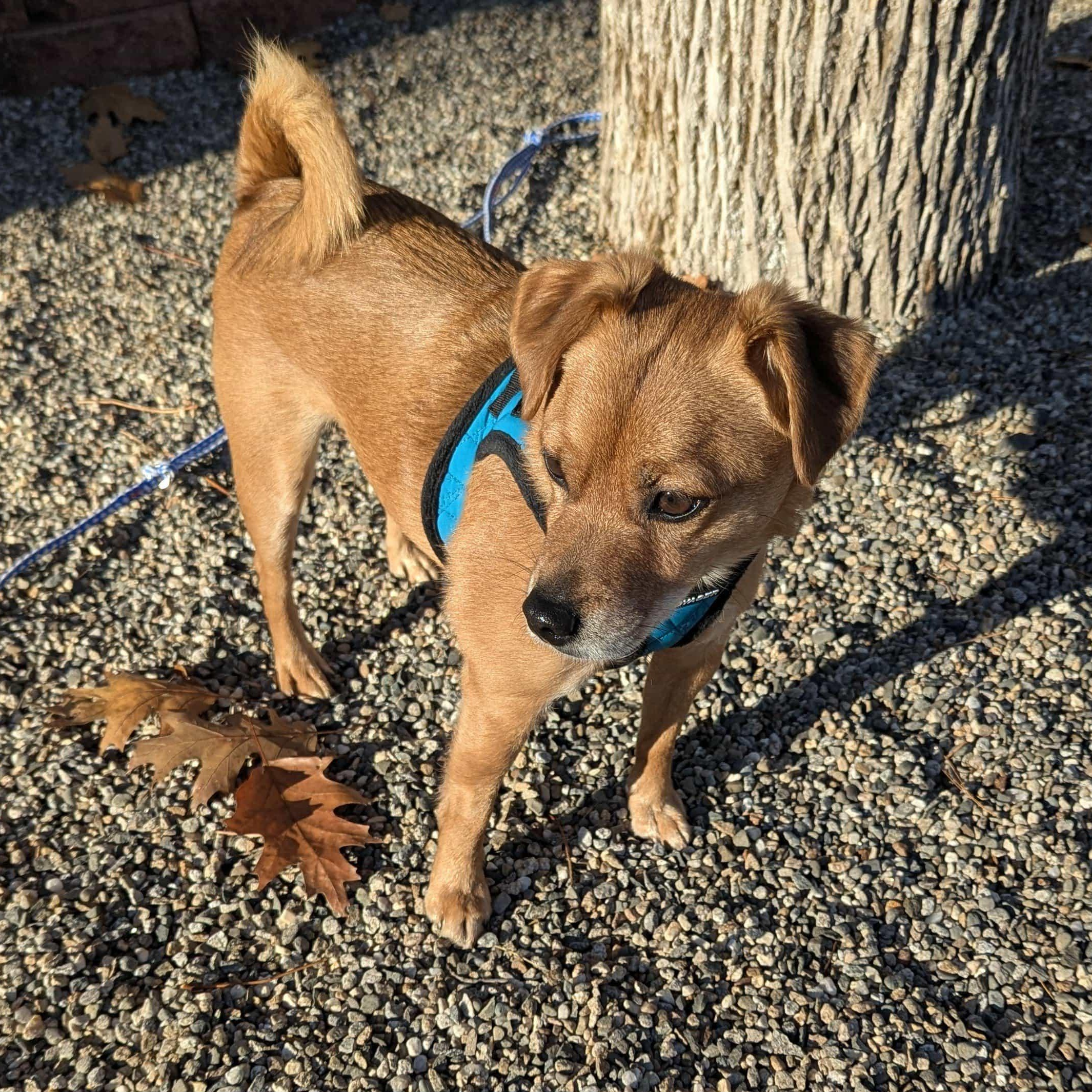 Enlarge Drogo, an adopted Mixed Breed in Woolwich, ME image 6/6