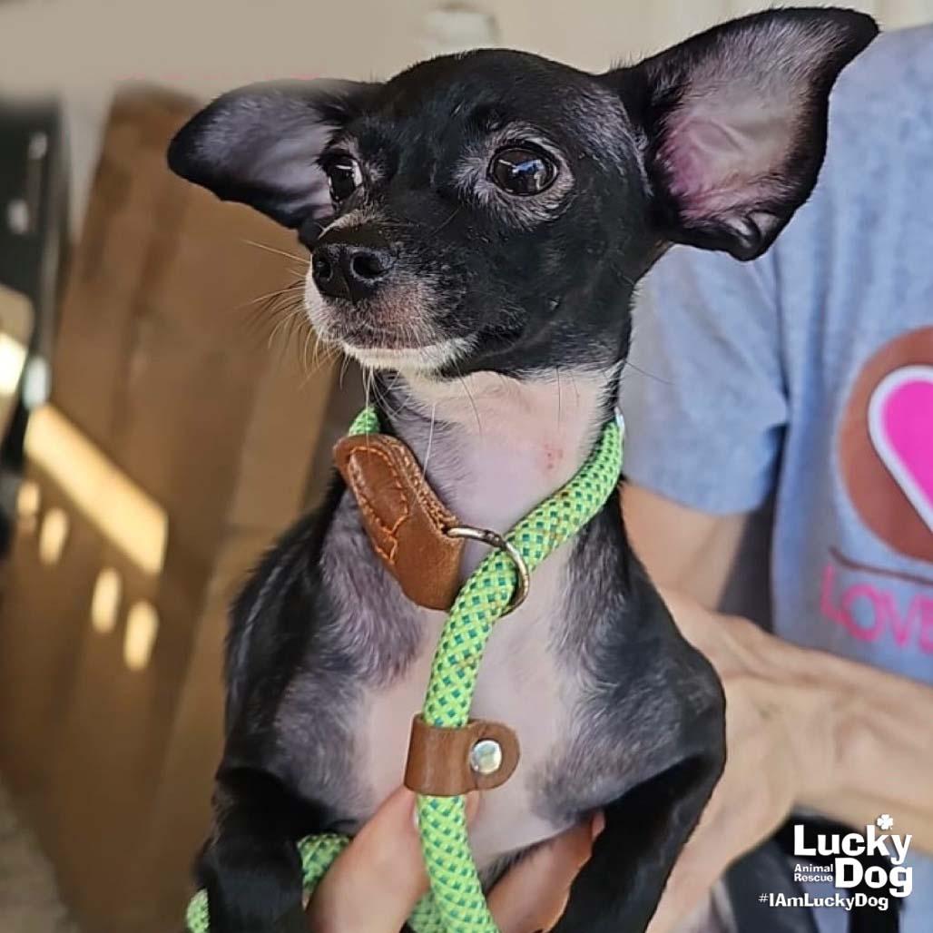 Natalie, Adopted, Young Female Chihuahua.