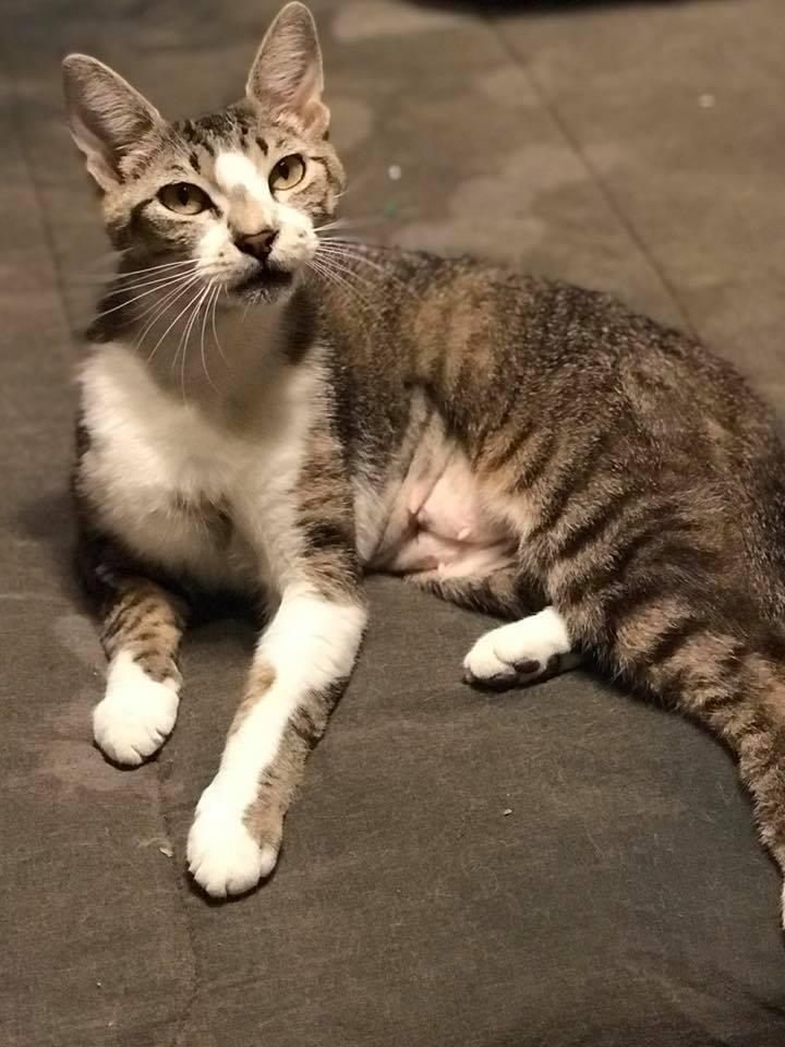 Enlarge Katalie, a Adoptable Domestic Short Hair in Scott, LA image 1/6