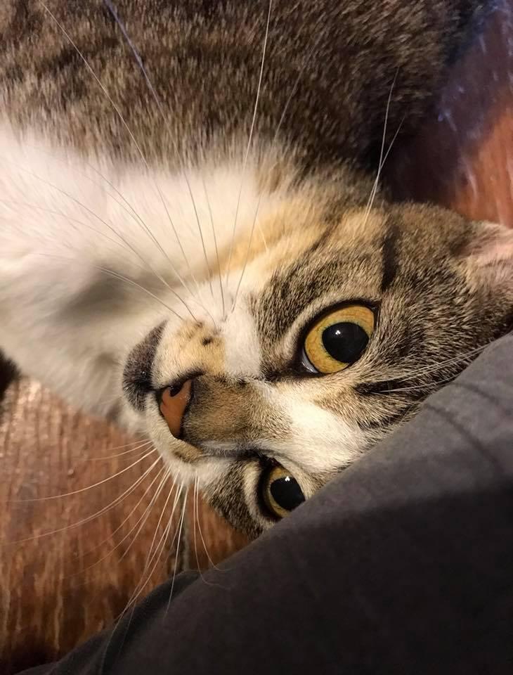Enlarge Katalie, a Adoptable Domestic Short Hair in Scott, LA image 2/6