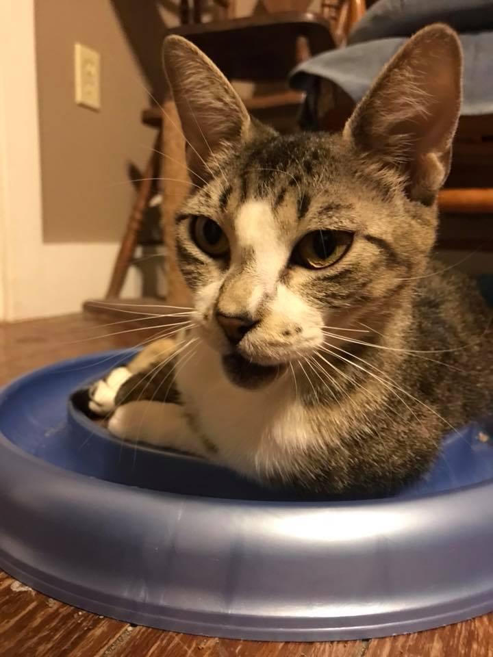 Enlarge Katalie, a Adoptable Domestic Short Hair in Scott, LA image 3/6
