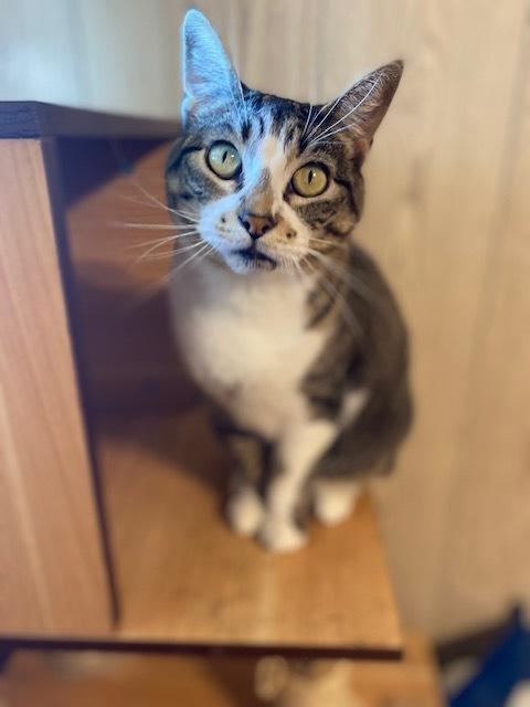 Enlarge Katalie, a Adoptable Domestic Short Hair in Scott, LA image 4/6