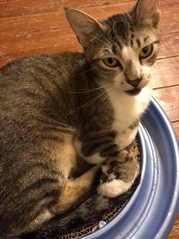 Enlarge Katalie, a Adoptable Domestic Short Hair in Scott, LA image 5/6